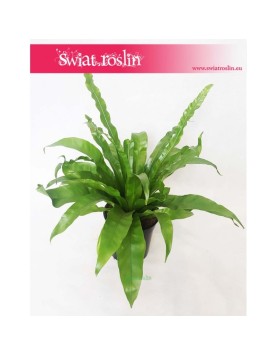 Asplenium Antiquum, Zanokcica 4