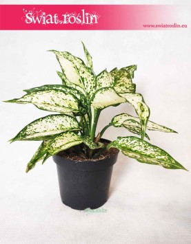 Aglaonema Kiwi, Aglonema Kiwi 2