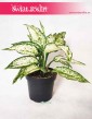 Aglaonema Kiwi, Aglonema Kiwi 2