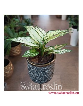 Aglaonema Kiwi, Aglonema Kiwi, Aglonema, Aglaonema, modne rośliny, rośliny na zielony parapet