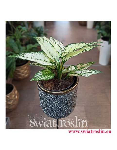 Aglaonema Kiwi, Aglonema Kiwi, Aglonema, Aglaonema, modne rośliny, rośliny na zielony parapet
