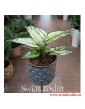 Aglaonema Kiwi, Aglonema Kiwi, Aglonema, Aglaonema, modne rośliny, rośliny na zielony parapet