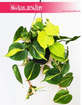 Philodendron Scandens Brasil, Filodendron Pnący Brasil, Filodendron Brasil, Philodendron Brasil 1