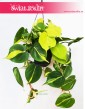 Philodendron Scandens Brasil, Filodendron Pnący Brasil, Filodendron Brasil, Philodendron Brasil 1