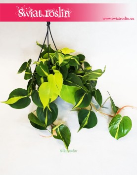Philodendron Scandens Brasil, Filodendron Pnący Brasil, Filodendron Brasil, Philodendron Brasil 3