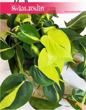 Philodendron Scandens Brasil, Filodendron Pnący Brasil, Filodendron Brasil, Philodendron Brasil 4