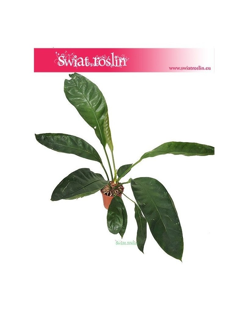 Anturium Jungle King, Anthurium Jungle King