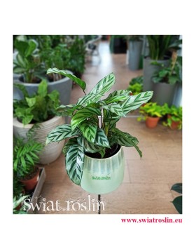 Calathea Freddie, Kalatea Freddie, Ostrzeszyn, rosliny kwiaty doniczkowe sklep internetowy