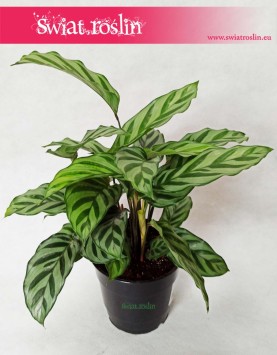 Calathea Freddie, Kalatea Freddie, Ostrzeszyn 4