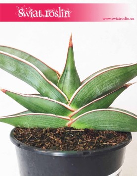 Sansevieria Almond Silver roślina na parapet do biura do firmy do mieszkania, Sansewieria Almond Silver
