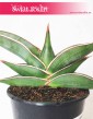 Sansevieria Almond Silver roślina na parapet do biura do firmy do mieszkania, Sansewieria Almond Silver