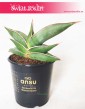 Sansevieria Almond Silver, Sansewieria Almond Silver mała roślina z instagrama sklep online wysyłka roślin