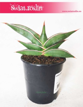 Sansevieria Almond Silver roślina oczyszczająca powietrze, Sansewieria Almond Silver