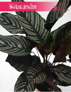 Kalatea Ornata, Calathea Ornata 1