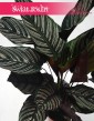 Kalatea Ornata, Calathea Ornata 1