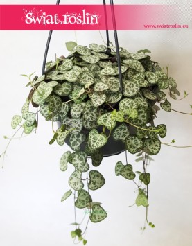 Ceropegia Woodii, Ceropegia Linearis, Ceropegia Wooda 3