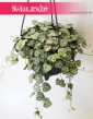 Ceropegia Woodii, Ceropegia Linearis, Ceropegia Wooda 3