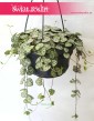 Ceropegia Woodii, Ceropegia Linearis, Ceropegia Wooda 1