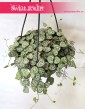Ceropegia Woodii, Ceropegia Linearis, Ceropegia Wooda 2