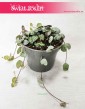 Ceropegia Woodii, Ceropegia Linearis, Ceropegia Wooda, rośliny pnącza 1