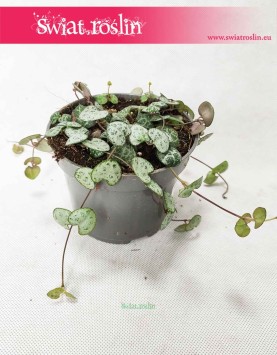 Ceropegia Woodii, Ceropegia Linearis, Ceropegia Wooda, rośliny pnącza 3