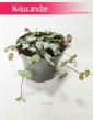 Ceropegia Woodii, Ceropegia Linearis, Ceropegia Wooda, rośliny pnącza 3