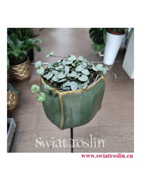 Ceropegia Woodii, Ceropegia Linearis, Ceropegia Wooda, rośliny pnącza popularne rośliny doniczkowe, wysyłka roślin