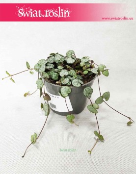 Ceropegia Woodii, Ceropegia Linearis, Ceropegia Wooda, rośliny pnącza 2