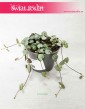 Ceropegia Woodii, Ceropegia Linearis, Ceropegia Wooda, rośliny pnącza 2