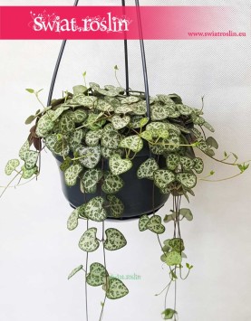 Ceropegia Woodii, Ceropegia Linearis, Ceropegia Wooda 4