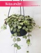Ceropegia Woodii, Ceropegia Linearis, Ceropegia Wooda 4