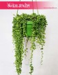 Starzec Rowleya, Starzec Zwisający, Senecio Rowleyanus 4
