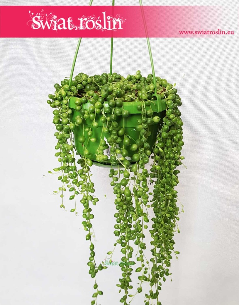 Starzec Rowleya, Starzec Zwisający, Senecio Rowleyanus 1