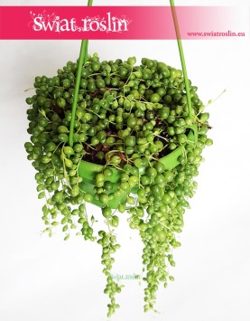 Starzec Rowleya, Starzec Zwisający, Senecio Rowleyanus 2