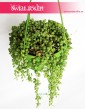Starzec Rowleya, Starzec Zwisający, Senecio Rowleyanus 2