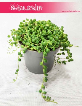 Starzec Rowleya, Starzec Zwisający, Senecio Rowleyanus, rośliny pnącza