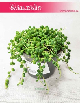 Starzec Rowleya, Starzec Zwisający, Senecio Rowleyanus, rośliny pnącza 3