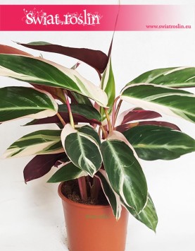 Stromanthe Triostar, Stromante Triostar,  Stromanta Triostar sklep internetowy online