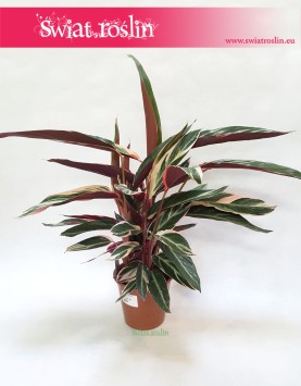 Stromanthe Triostar, Stromante Triostar internetowy sklep online,  Stromanta Triostar