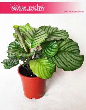 Kalatea Okrągłolistna, Calathea Orbifolia, Kalatea Orbifolia,  Calathea Okrągłolistna 13