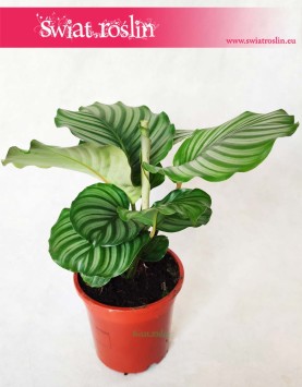 Kalatea Okrągłolistna, Calathea Orbifolia, Kalatea Orbifolia,  Calathea Okrągłolistna 12