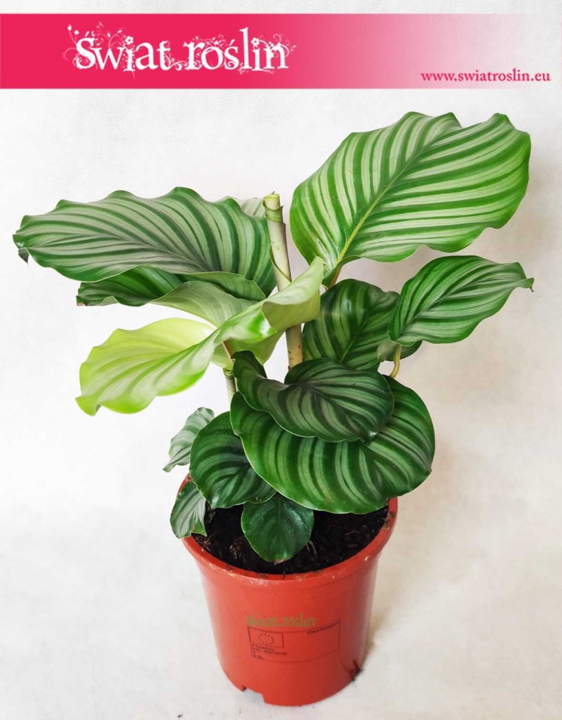 Kalatea Okrągłolistna, Calathea Orbifolia, Kalatea Orbifolia,  Calathea Okrągłolistna 14
