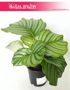 Kalatea Okrągłolistna, Calathea Orbifolia, Kalatea Orbifolia,  Calathea Okrągłolistna 11