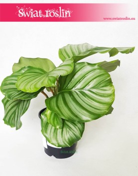 Kalatea Okrągłolistna, Calathea Orbifolia, Kalatea Orbifolia,  Calathea Okrągłolistna 8