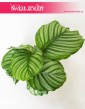 Kalatea Okrągłolistna, Calathea Orbifolia, Kalatea Orbifolia,  Calathea Okrągłolistna 9