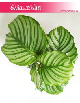 Kalatea Okrągłolistna, Calathea Orbifolia, Kalatea Orbifolia,  Calathea Okrągłolistna 10