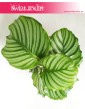 Kalatea Okrągłolistna, Calathea Orbifolia, Kalatea Orbifolia,  Calathea Okrągłolistna 10
