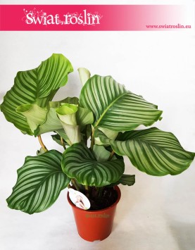 Kalatea Okrągłolistna, Calathea Orbifolia, Kalatea Orbifolia,  Calathea Okrągłolistna 3