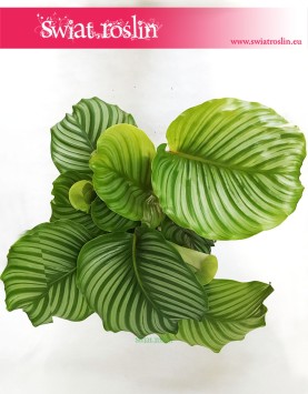 Kalatea Okrągłolistna, Calathea Orbifolia, Kalatea Orbifolia,  Calathea Okrągłolistna 6