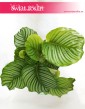 Kalatea Okrągłolistna, Calathea Orbifolia, Kalatea Orbifolia,  Calathea Okrągłolistna 6